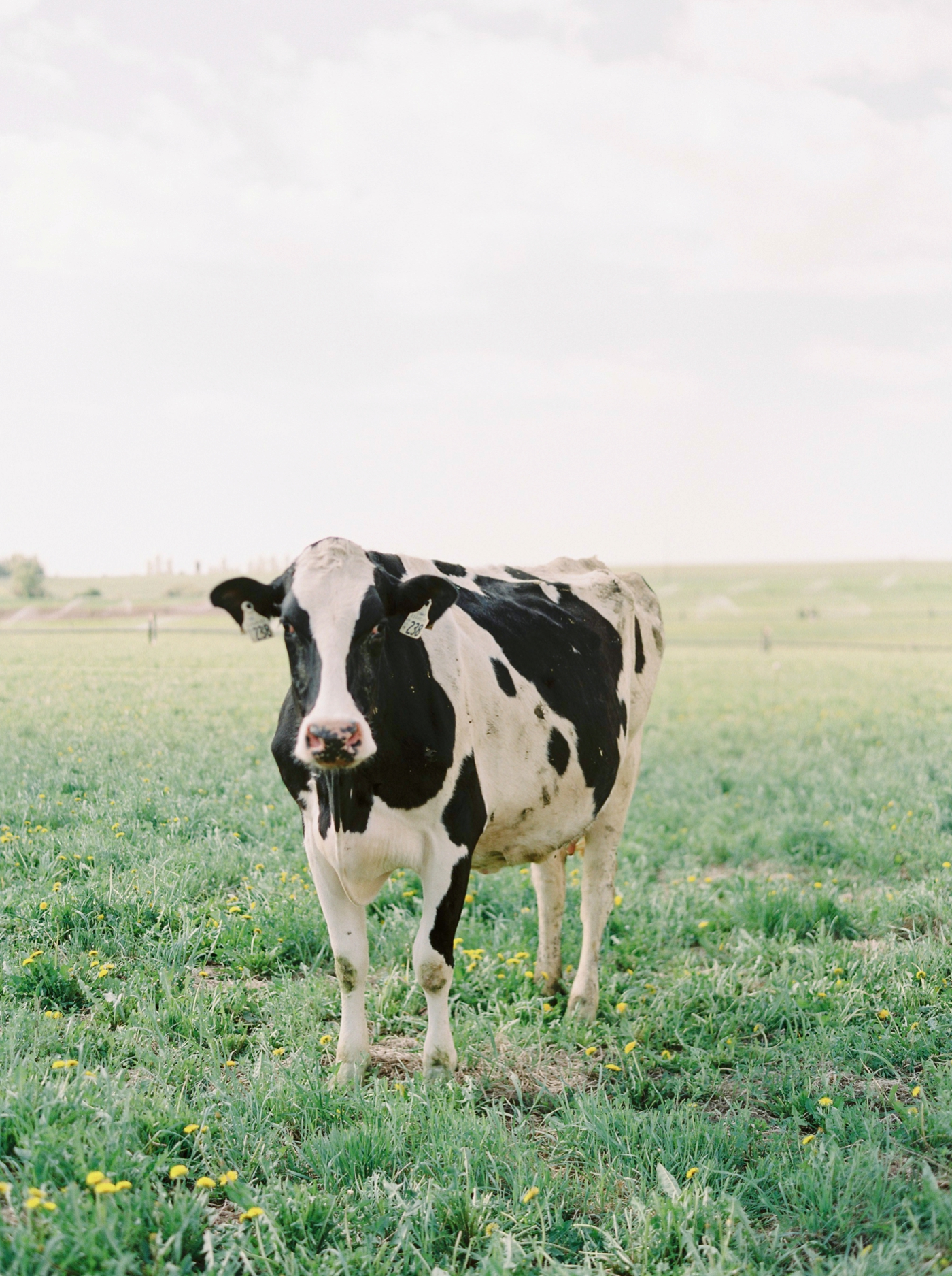 Organic Dairy Farm | Made By Marcus | Cows Calgary Commercial photographer