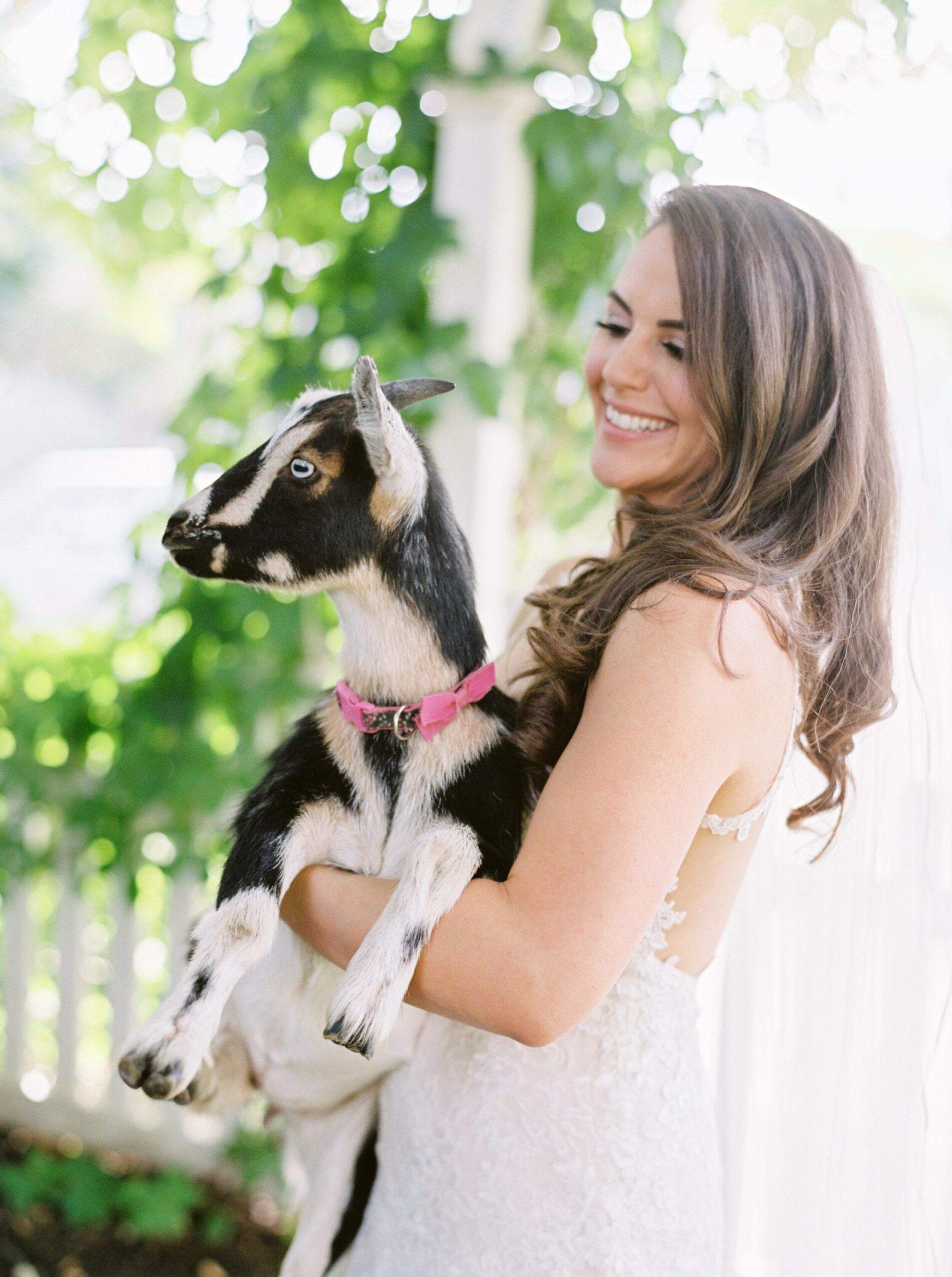  kelowna wedding photographer | bride and groom portraits baby goat | fine art film photographer justine milton photography 