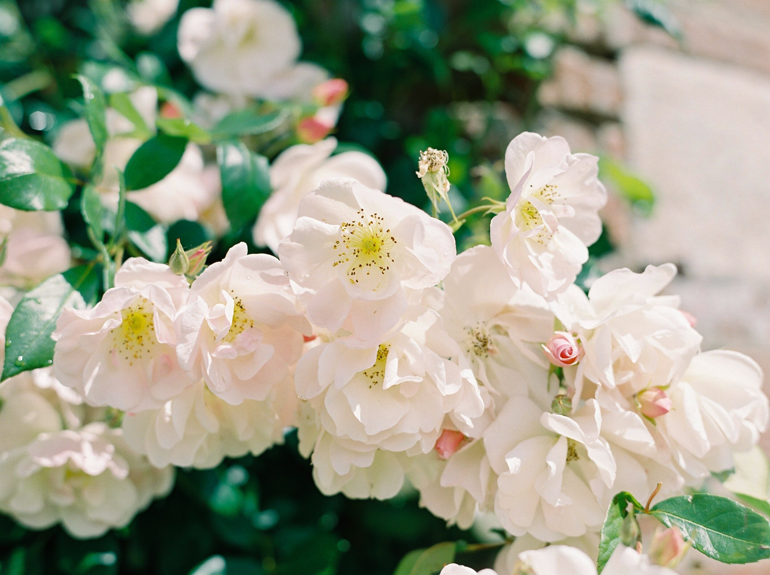  Garden Roses at French Chateau wedding | Paris wedding photographer | fine art film photographer 