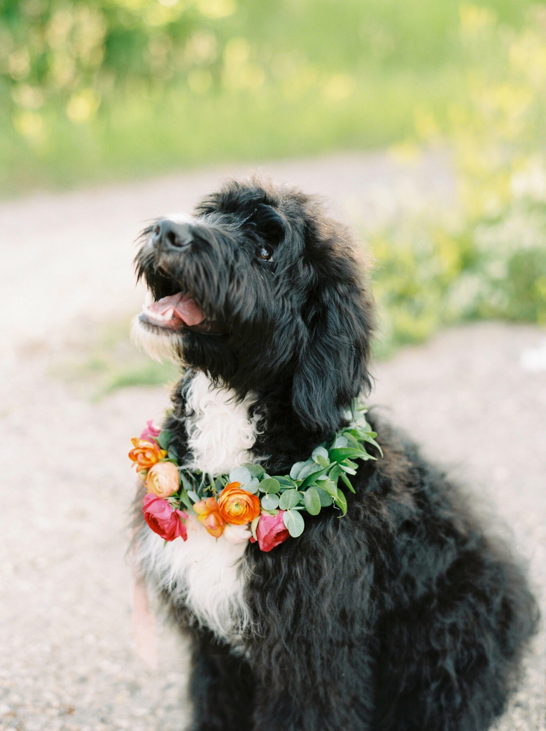  puppy with floral colar | nose hill park calgary summer engagement session | calgary fine art film wedding & engagement photographer justine milton 