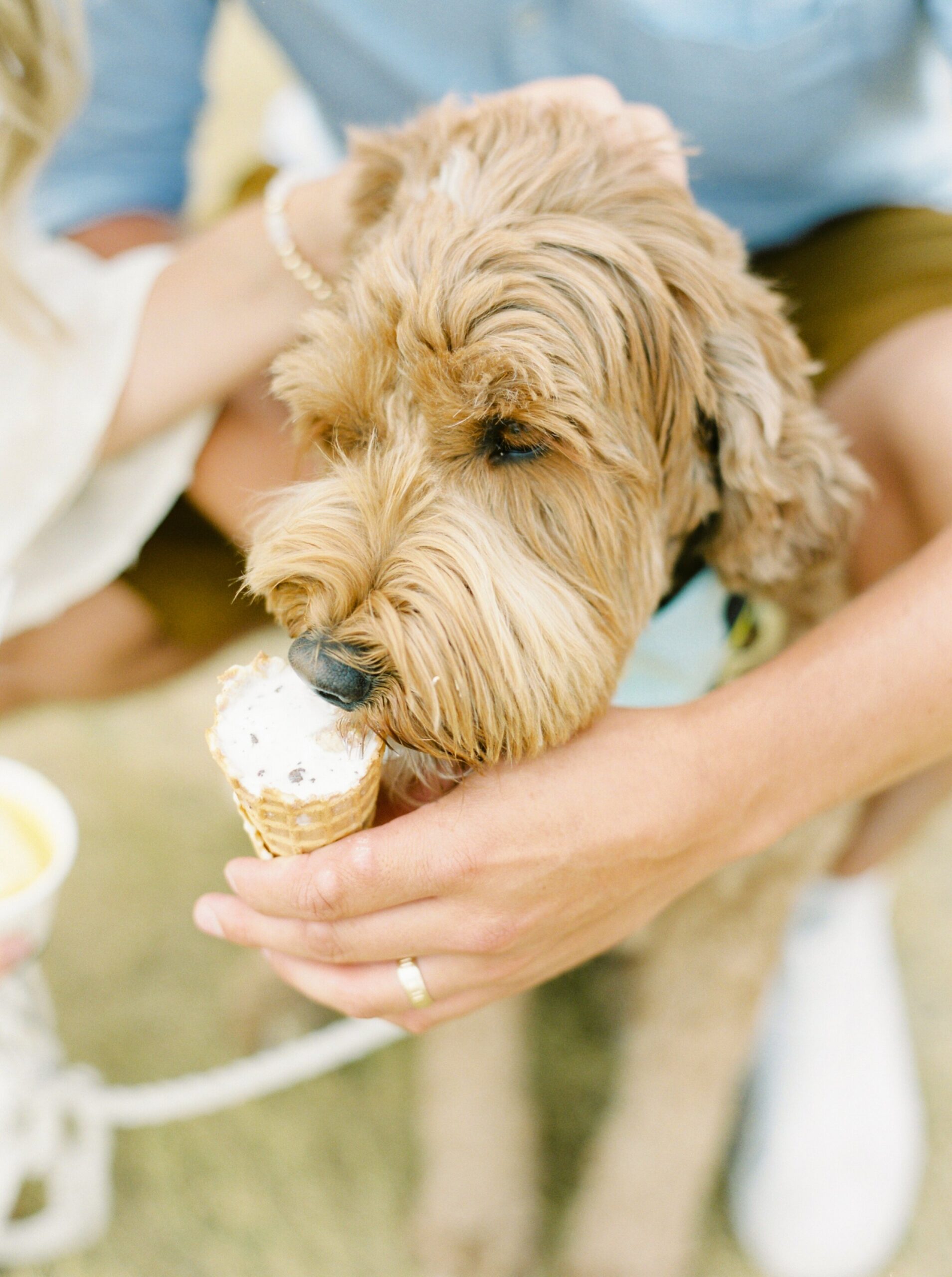  Couples session date night ice cream and a dog walk at the beach | adventure session | golden doodle photo shoot | Justine Milton fine art film photographer portra 400 